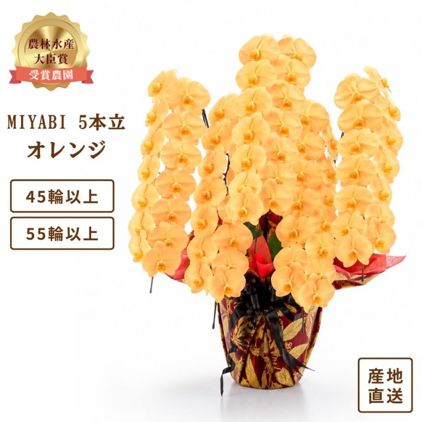 大輪胡蝶蘭 オレンジ 5本立 45輪 55輪 MIYABI - 【Tokyo small gift