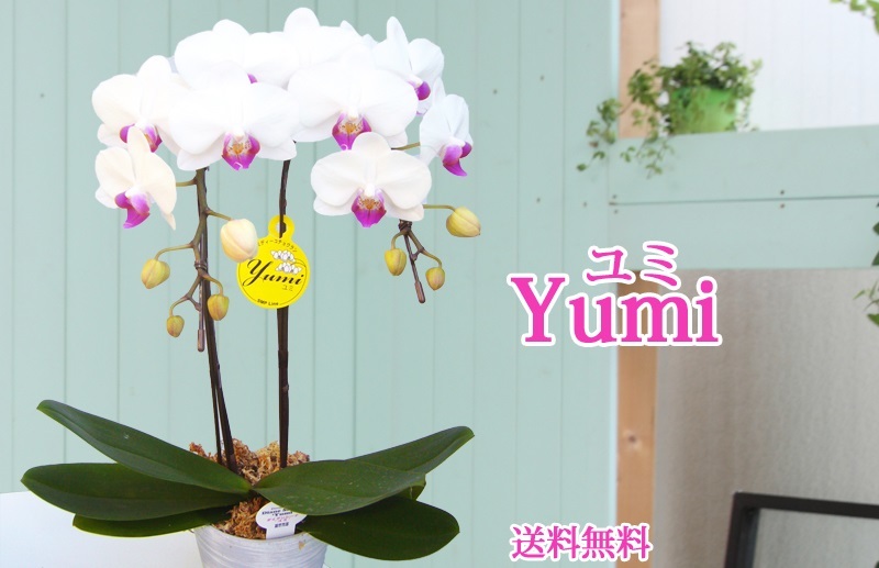 ミディ胡蝶蘭 Yumi (ユミ) 2本立 - 【あすに届けるお花屋さん～輝華