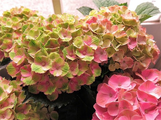 母の日 プレゼント 鉢植え あじさい 色が変化するアジサイ お花の