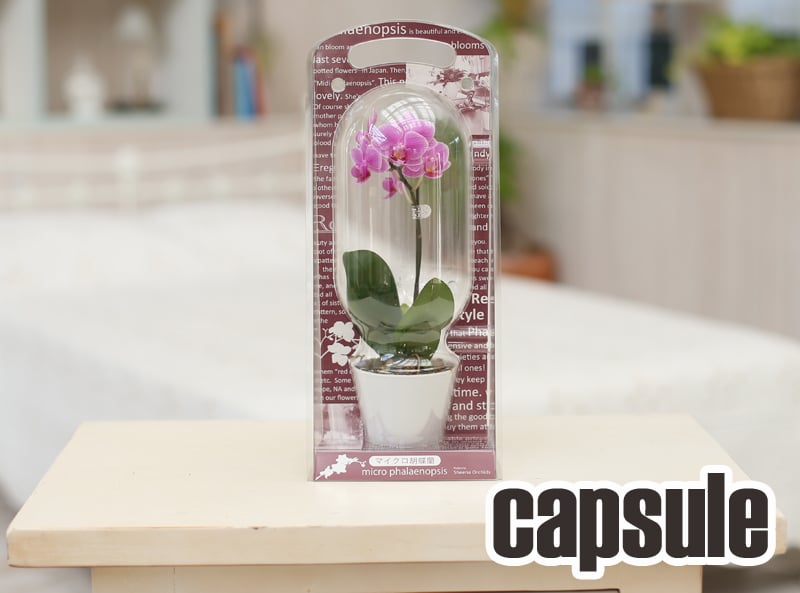 マイクロ胡蝶蘭1本立「カプセル」 - 【あすに届けるお花屋さん～輝華