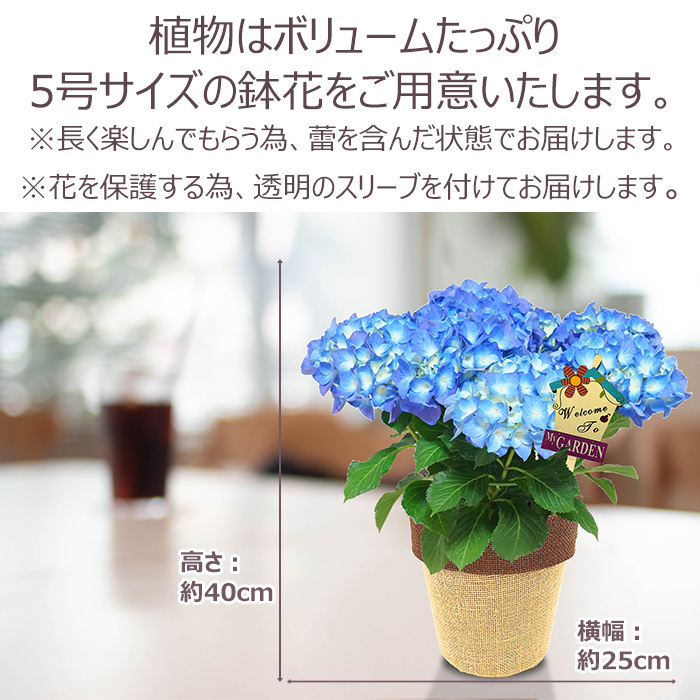 父の日 プレゼント ギフト アジサイ5号 ブルー系 バスケット 6月21日