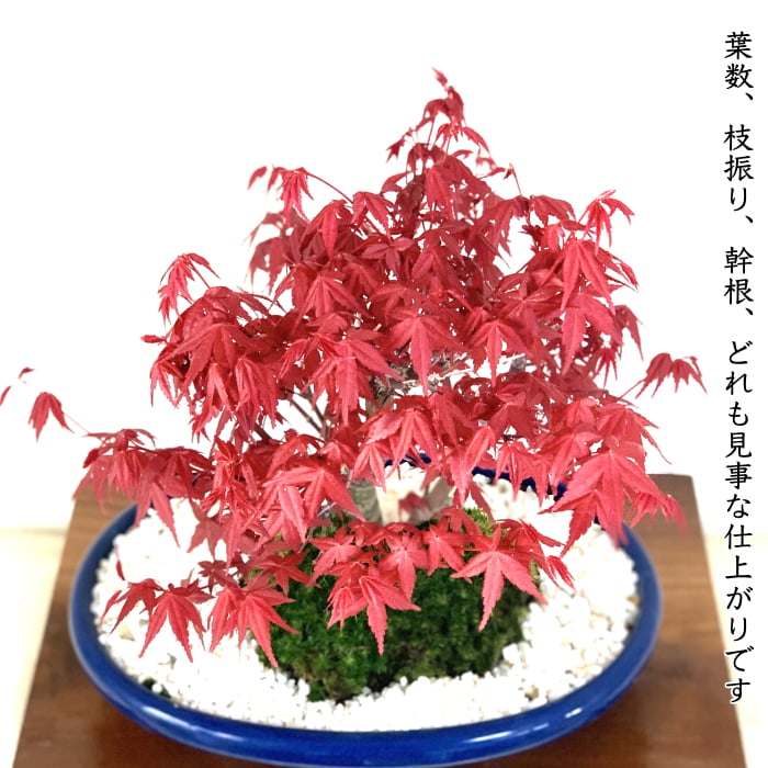 盆栽 もみじ 希少 本格 極上 盆栽 樹齢10年 双幹出猩々もみじ 紅葉盆栽