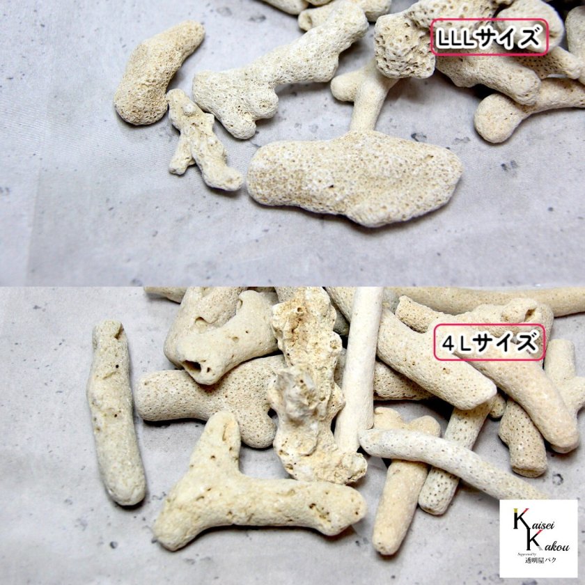 サンゴサービス 「フレッシュ活性サンゴ 4Lサイズ 15kg」 サンゴ 天然 サンゴサービス 「フレッシュ活性サンゴ 4Lサイズ 15kg」 サンゴ 天然