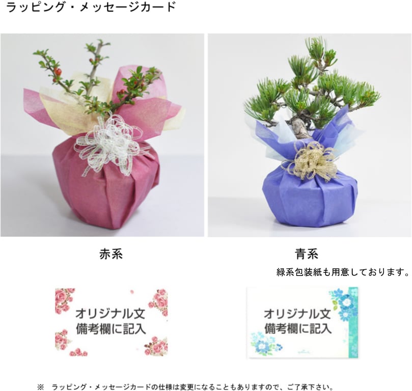 迫力のある根上りの五葉松です。根上がりの五葉松【盆栽 ミニ盆栽 鉢植