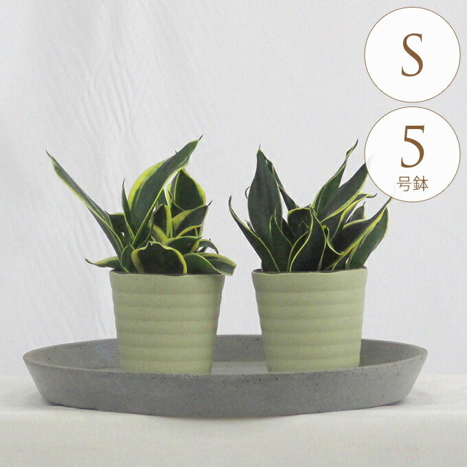 観葉植物 サンスベリア S 5号鉢 植物 5号 サンセベリア インテリア
