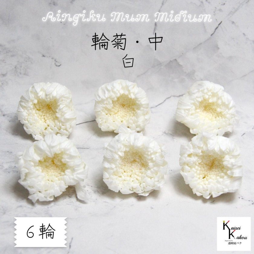 大地農園！ プリザーブドフラワー 「輪菊・中 白 6輪(1箱)」プリザ