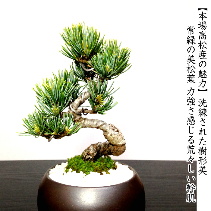 樹形良好❗️一点物　五葉松 盆栽 樹高25cm 美品 日本産 盆栽 松 道具セット 盆栽 松《別格》樹形美 樹齢8年 捻転幹 五葉松