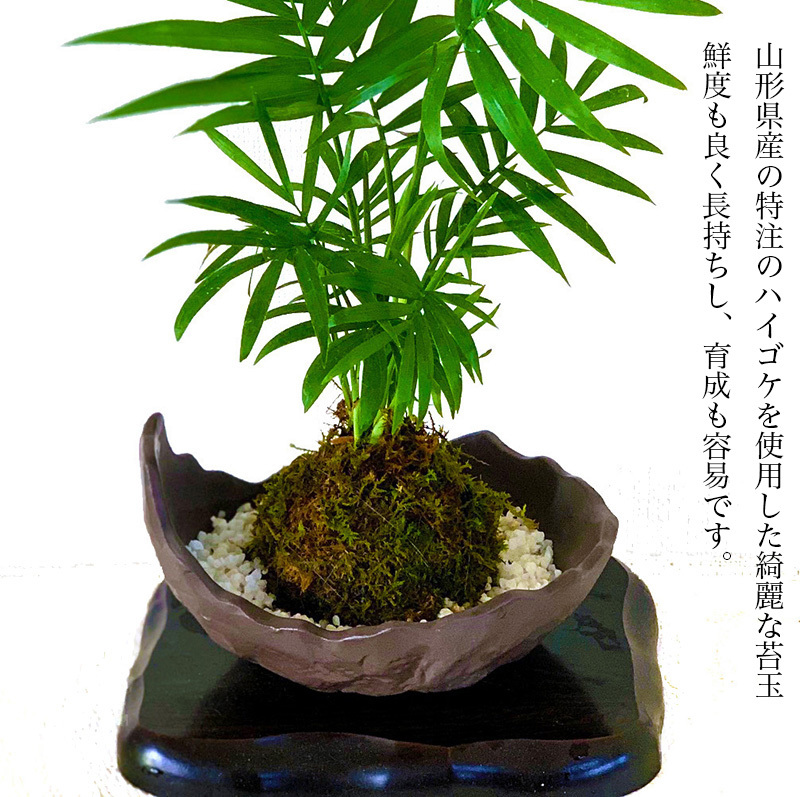 盆栽 苔玉 テーブルヤシ 空気浄化 即日出荷 ミニ盆栽 育て方ガイド付