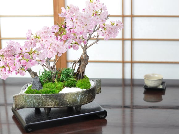 送料無料 桜の鉢植えを楽しむなら盆栽がおすすめ 自宅でお花見 桜盆栽