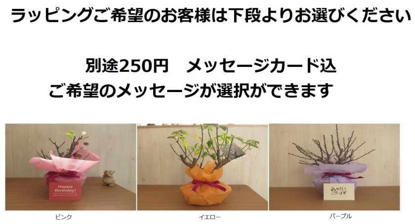 2026年3月頃に開花 紅白に咲くおめでたい梅八重紅白梅盆栽 信楽鉢入り