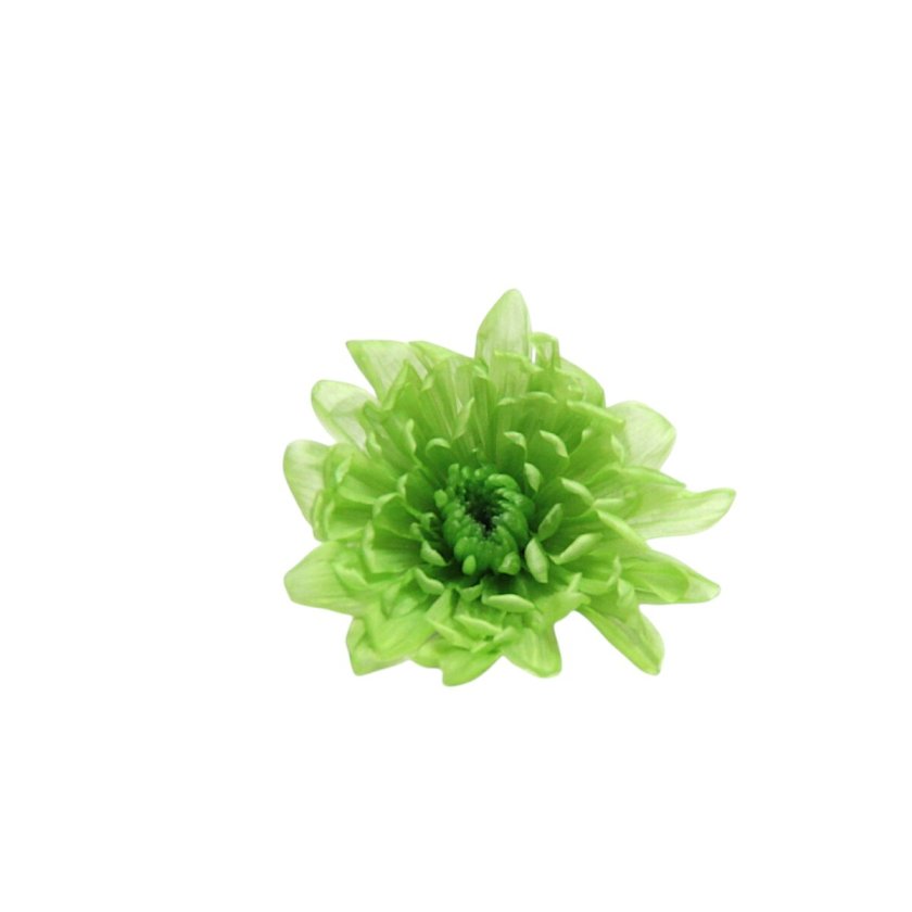 大地農園 「ことね菊 グリーン 1輪」 プリザーブドフラワー プリザ