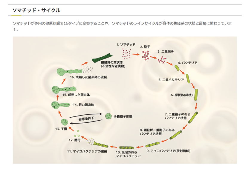 奇跡の鉱石 ソマチ ソマチッド を豊富に含んだ鉱石 粉 国産 古代
