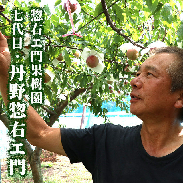プラム 貴陽 大玉(5L〜6L)×7～8玉 約1.2kg すもも 李 山形県 送料無料