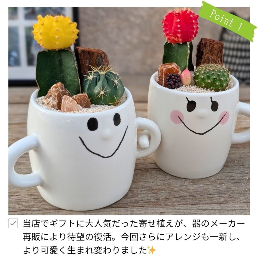 ペアギフト】なかよしサボテン寄せ植え スマイルファミリー | 緋牡丹