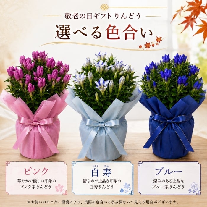 敬老の日 フラワーギフトギフト 花 リンドウ りんどう 鉢植え 鉢植え 5