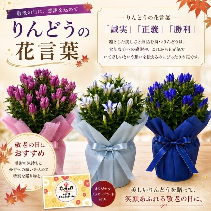 敬老の日 フラワーギフトギフト 花 リンドウ りんどう 鉢植え 鉢植え 5