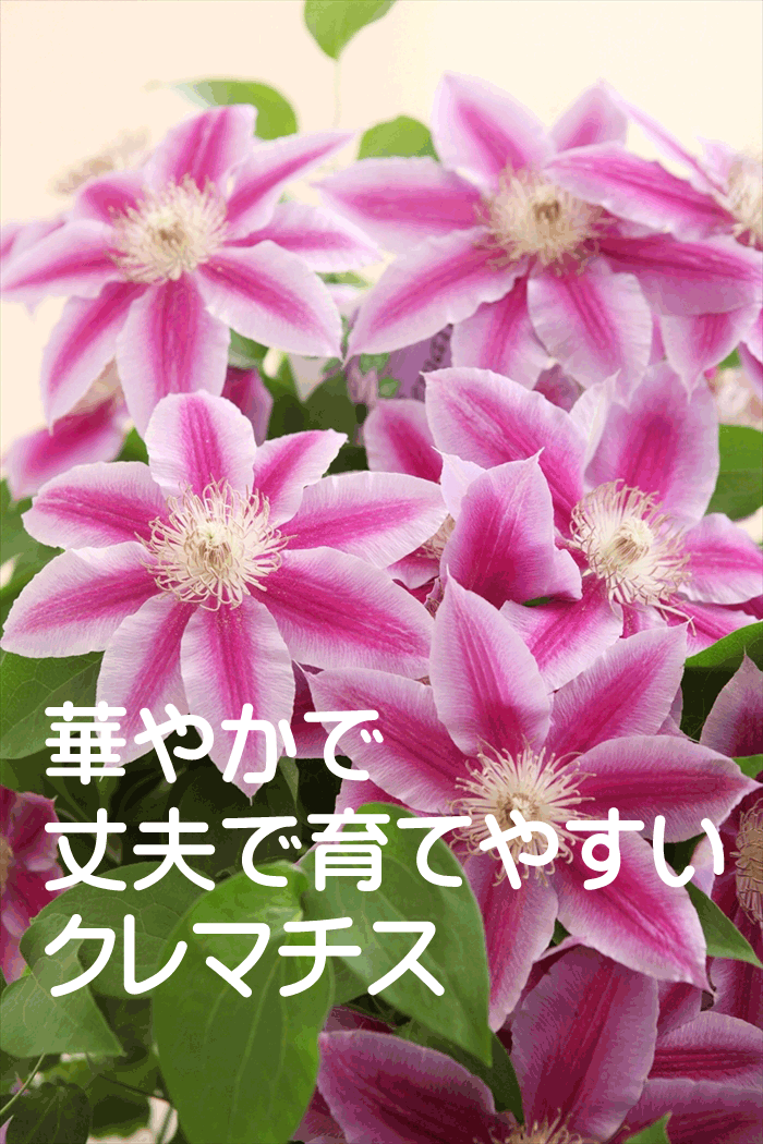 母の日 花 ギフト 花 母の日 プレゼント クレマチス花鉢 - 【花束