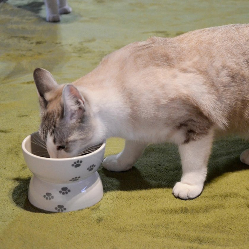 猫用食器 足跡デザイン 陶器製 ☆有田焼☆【ペット用食器（足跡）】ネコ用食器 可愛い 犬用食器 猫用