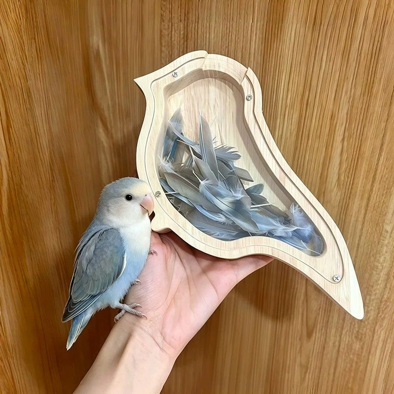 鳥 羽根 コレクションケース 木製 透明 メモリアルボックス 羽毛 収納
