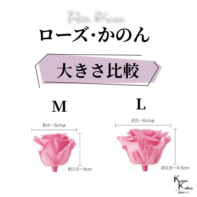 大地農園 「ローズかのんM 3色×3輪アソート 計9輪」 「シャンパン