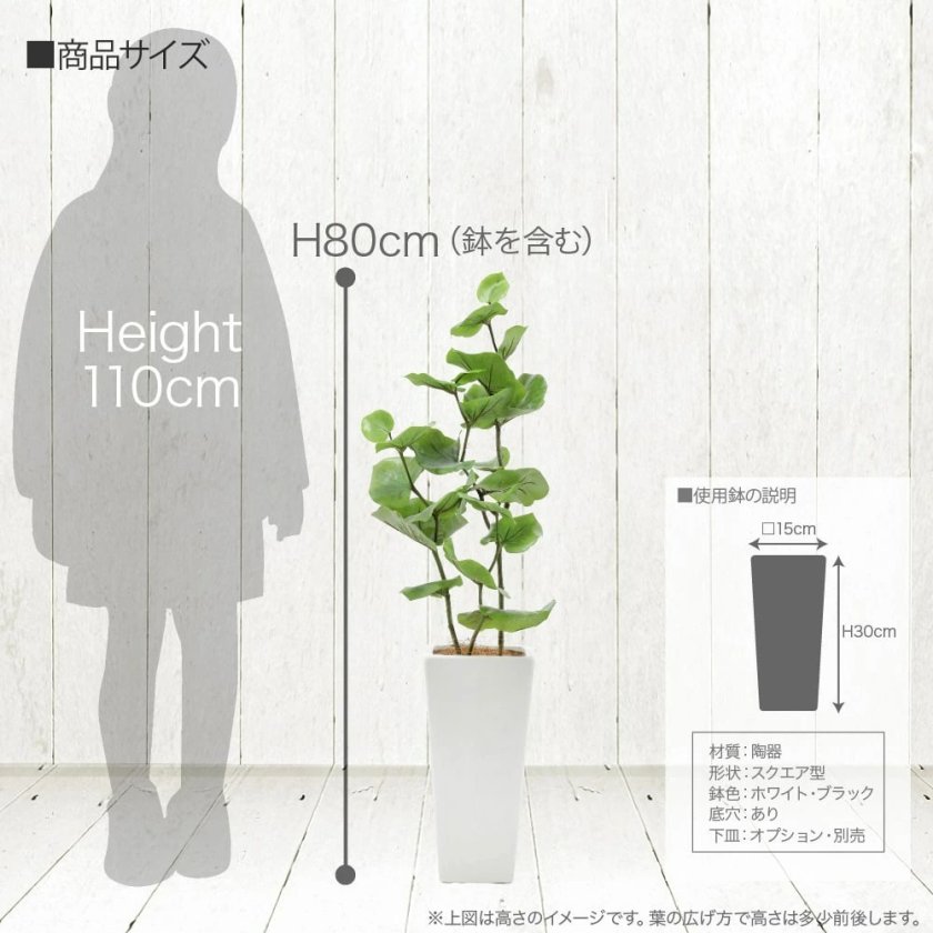 マイアミ シーグレープ 80cm 鉢植 陶器鉢 CT触媒 ハマベブドウ