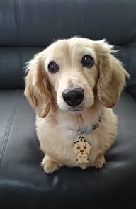 ダックス クリーム】迷子札&キーホルダーセット 犬・猫 ネームタグ