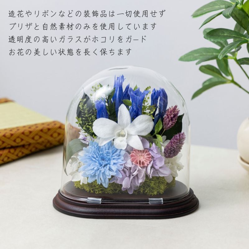 月下美人 生花 観賞用 ガラス ドーム 水中花 インテリア 月下美人 生花 観賞用 ガラス ドーム 水中花 インテリア 楽天市場