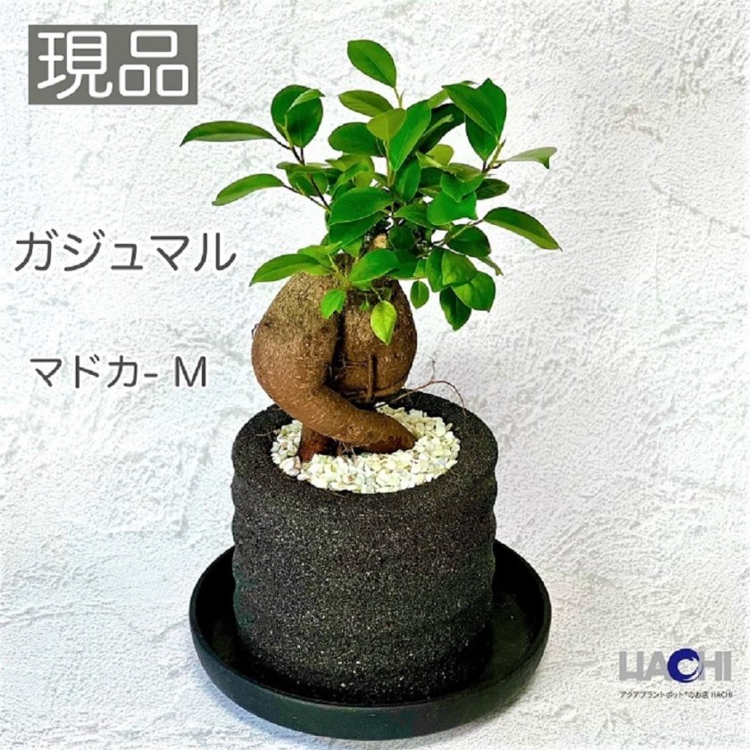 送料】【人参ガジュマル】【アクアプラントポット 円（マドカ） M