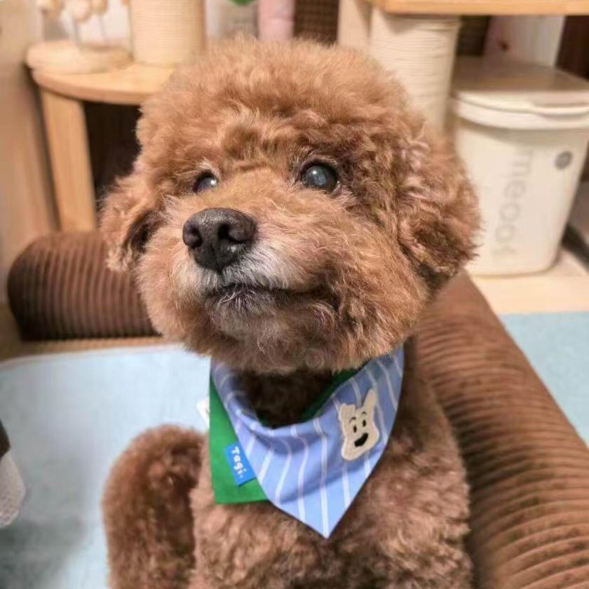 犬用バンダナ ペット用バンダナ 首輪 スカーフ 犬 猫 小型犬 子犬 調節