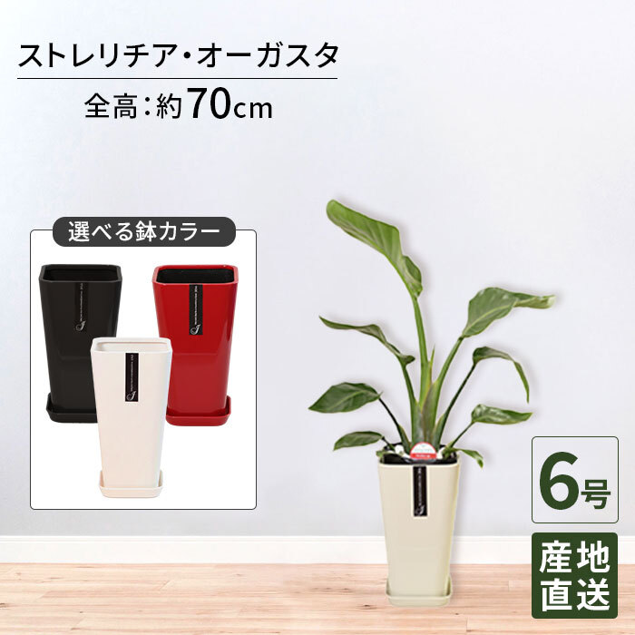 ストレリチア オーガスタ 6号 カラーポット 高さ約70cm 観葉植物