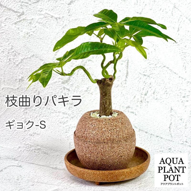 送料無料】【枝曲がり希少パキラ】観葉植物本物 水やりが1週間に1回