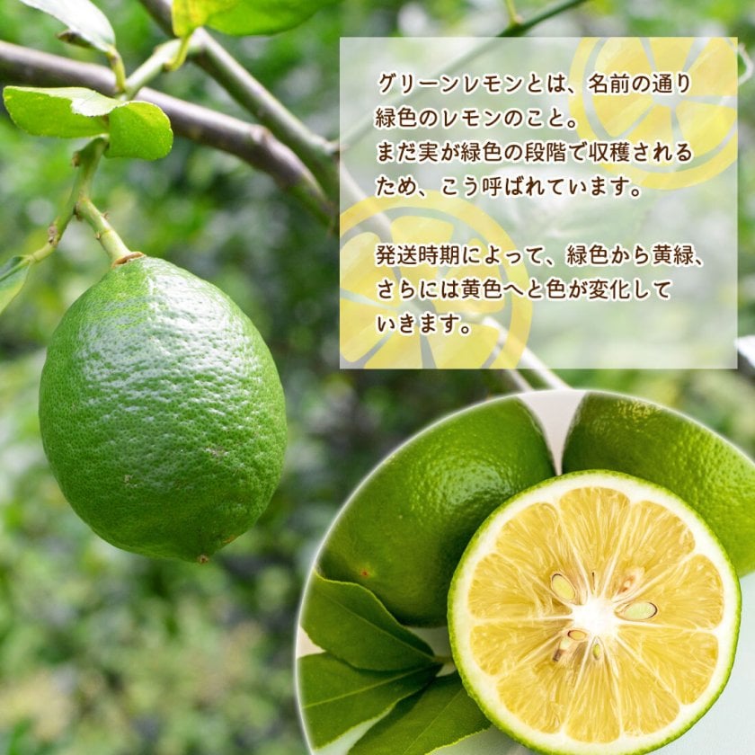 グリーンレモン 2.5kg 5kg レモン 山北産 檸檬 産地直送 高知県産 国産