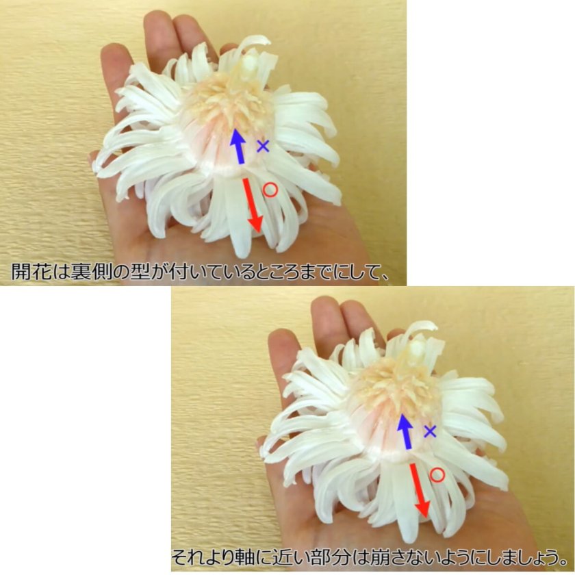 大地農園！ プリザーブドフラワー 「輪菊・中 白 6輪(1箱)」プリザ