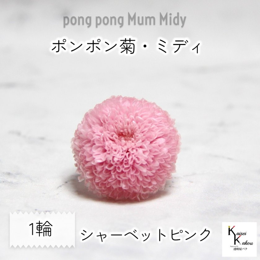 大地農園！ プリザーブドフラワー 「ポンポン菊・ミディ シャーベット