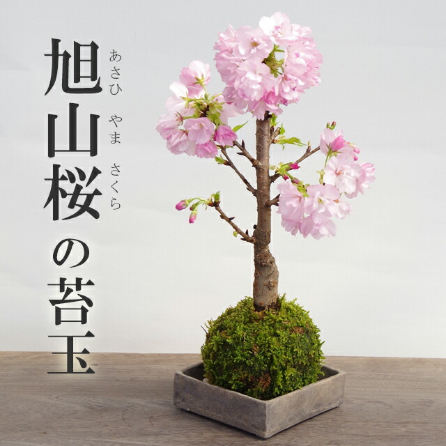 2026年開花終了】苔玉 桜 旭山桜 あさひやまさくら こけ玉焼締角器