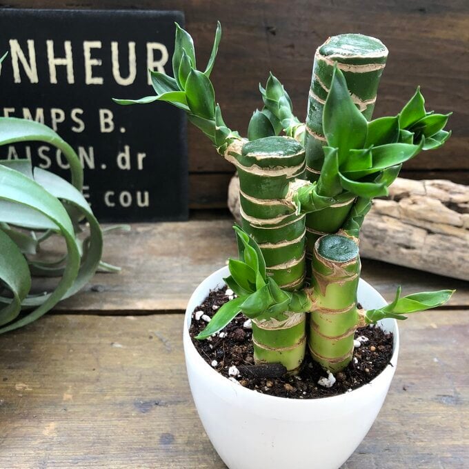 キングバンブー 縁起の良い植物 開運 風水 観葉植物 - 【パリジェンヌ