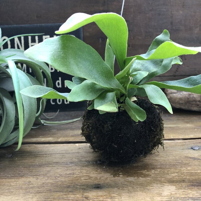 コウモリラン苔玉】☆ | おしゃれ 吊り下げ インテリア 観葉植物