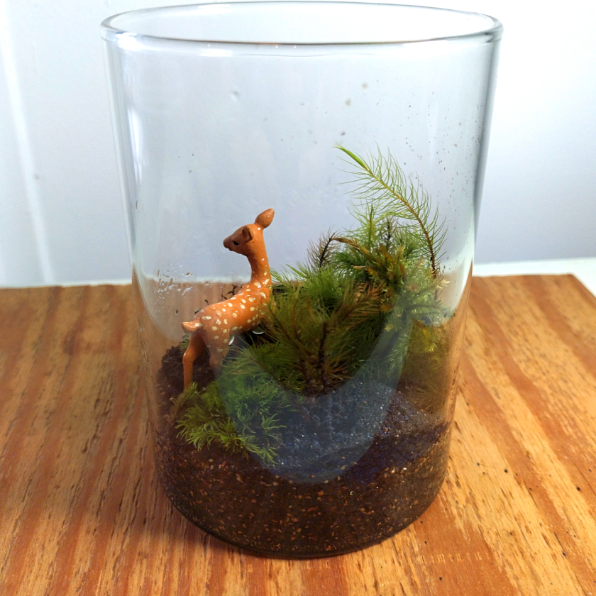 おうちで作る小さな森の物語。プレミアム苔テラリウム手作りキット