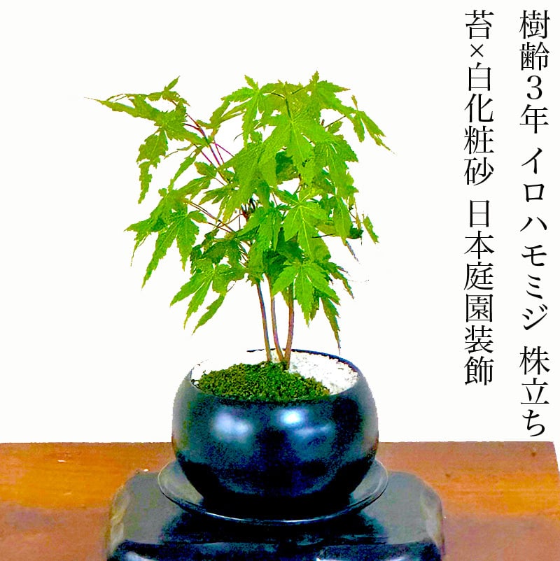 もみじ 人気ギフト 盆栽 希少 いろはもみじ 選べる鉢色 育て方ガイド付