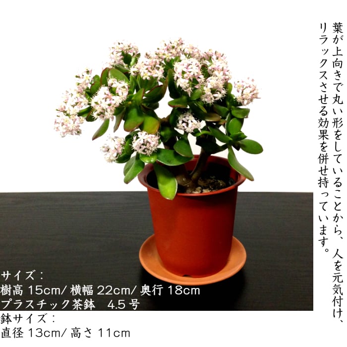 人気ギフト 金のなる木 桜花月 送料無料 幸福の木 多肉 日時指定可