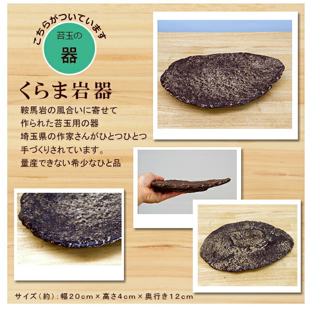苔玉 南天 ナンテン 器つき くらま岩器セット 春から夏には緑色の新葉