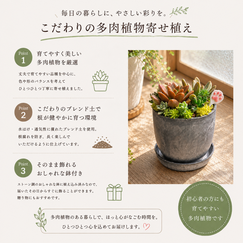 COCOMORI そのまま飾れる 多肉植物 ミニ 寄せ植え 約7.5cm×H約10cm
