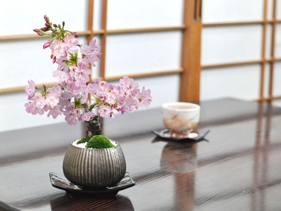 盆栽 桜 鉢植え 観葉植物 四季桜 盆栽 桜 鉢植え 観葉植物四季桜