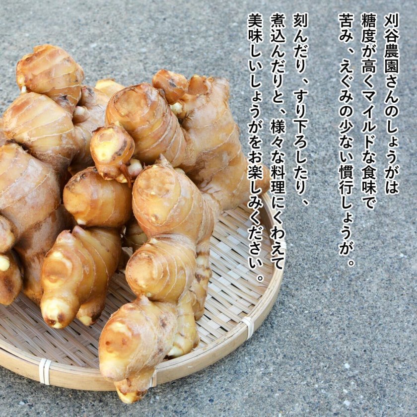 生姜 1kg 2kg 4kg 高知県産 国産 しょうが 農家直送 刈谷農園 高知産