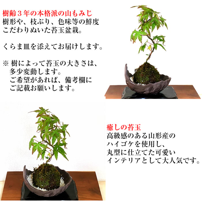 苔玉 盆栽 曲幹山もみじ 即日出荷 ミニ盆栽 育て方ガイド付 送料無料
