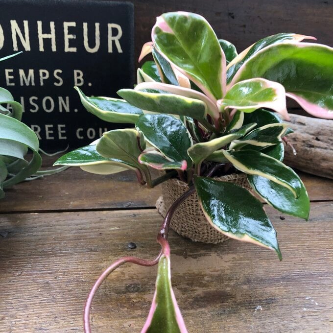 リップカラー】☆ ピンクのホヤ 希少で高価 お得 観葉植物 多肉植物 肉