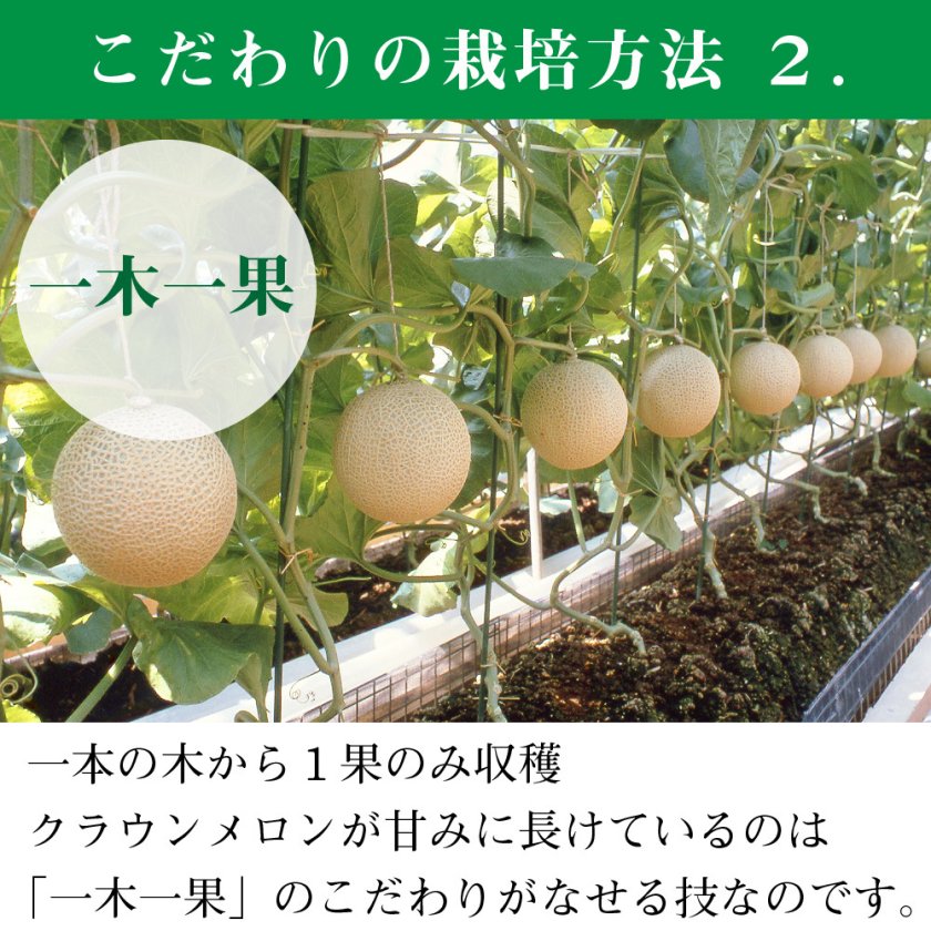送料無料・産地直送】クラウンメロン 桐箱入り 並 白等級 中玉 1.3kg