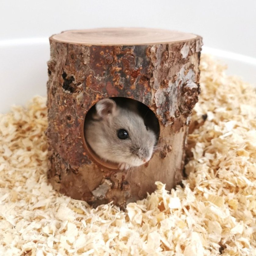 木製隠れ家型ケージ かじり木付き ハムスターハウス 天然木 木製 隠れ家 かじり木 小動物 ハウス 木製