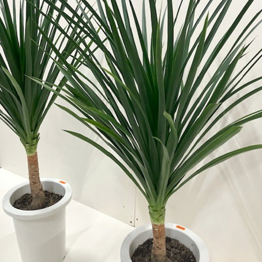 観葉植物 ドラセナ カンボジアーナ 幸福の木 M 7号 おしゃれ 植物 室内