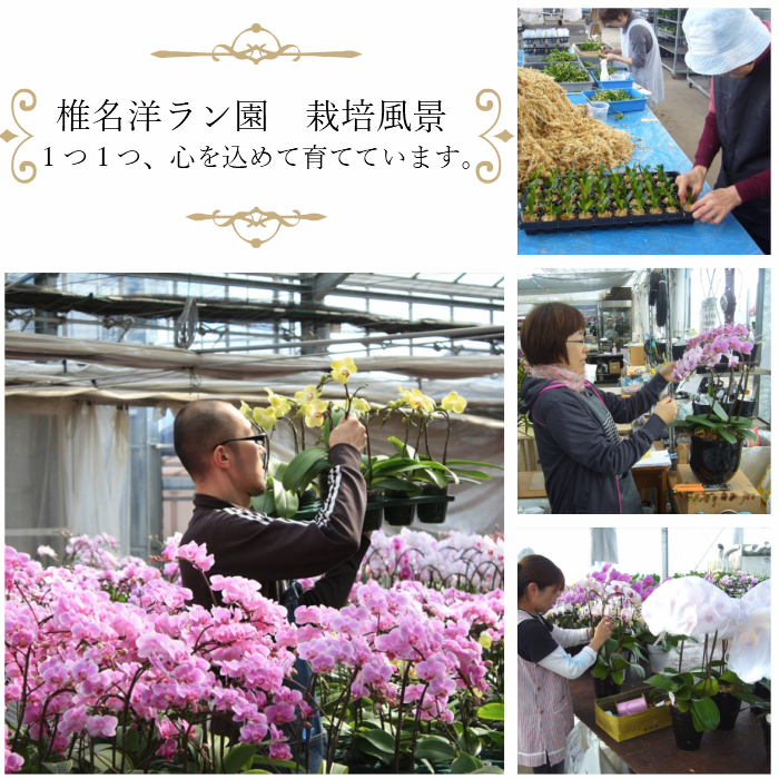 ミディ胡蝶蘭 2本立 陶器鉢 4号 ピンク系 - 【Tokyo small giftギフト